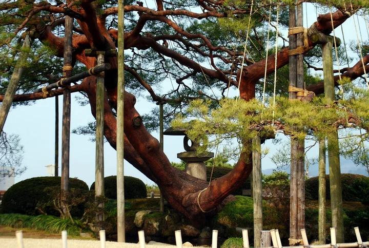 2 - Karasaki Matsu (Pine Tree) | What to Know Before You Go