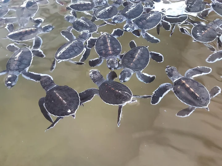 Victor Hasselblad Sea Turtle Research And Conservation Centre