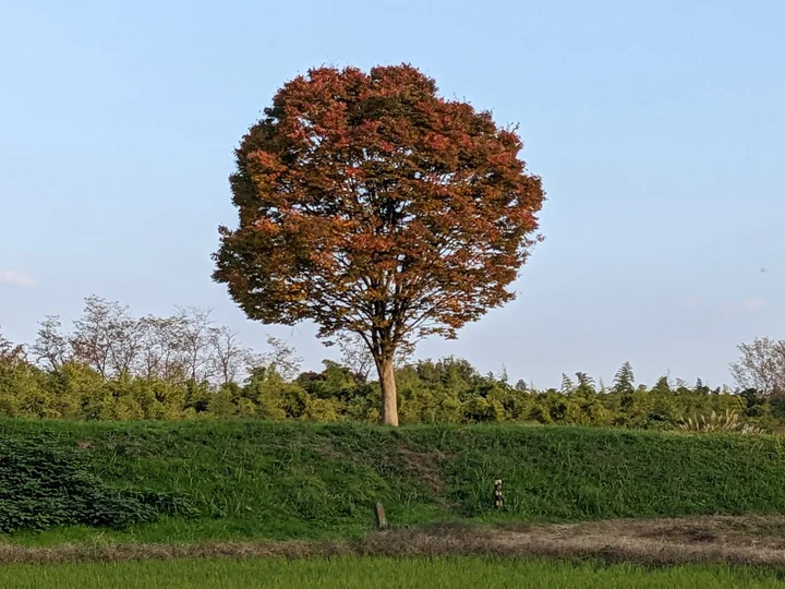 Takatsuki Tree in Hachioji | What to Know Before You Go