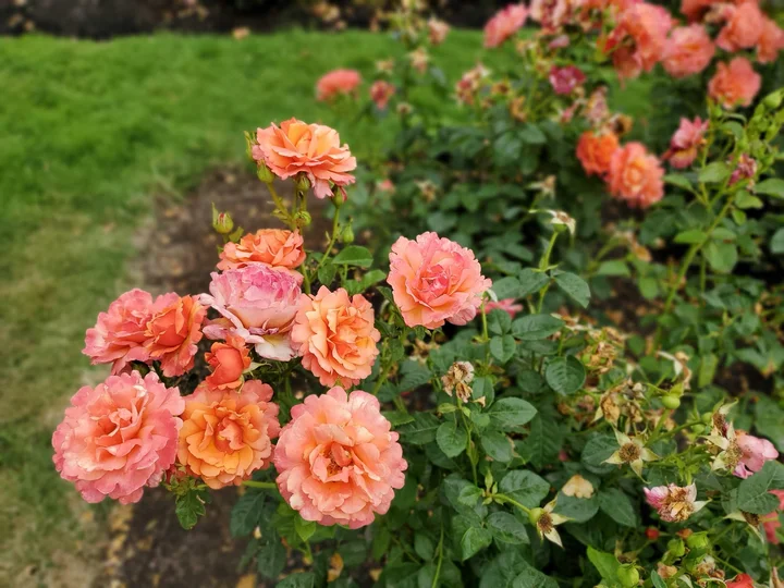 Owen Rose Garden in Eugene | What to Know Before You Go