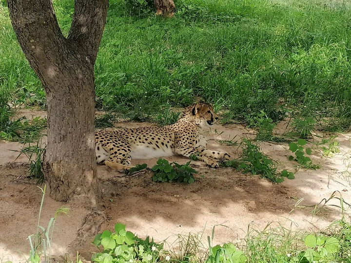 Moditlo Game Reserve in Kampersrus - Ask AI | mindtrip