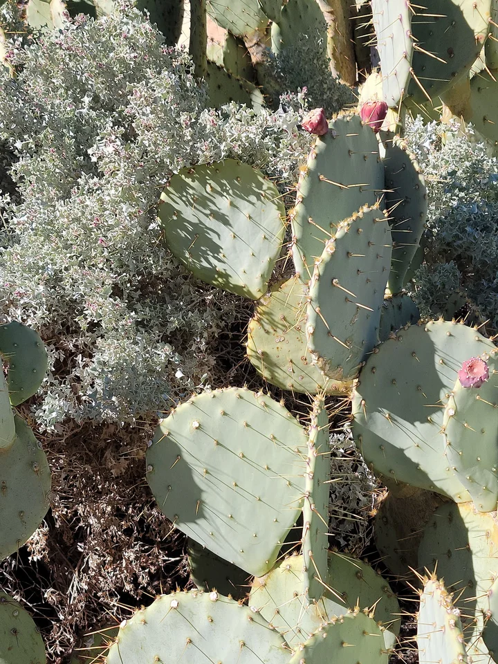 Botanical Garden at the Springs Preserve - Ask AI | mindtrip