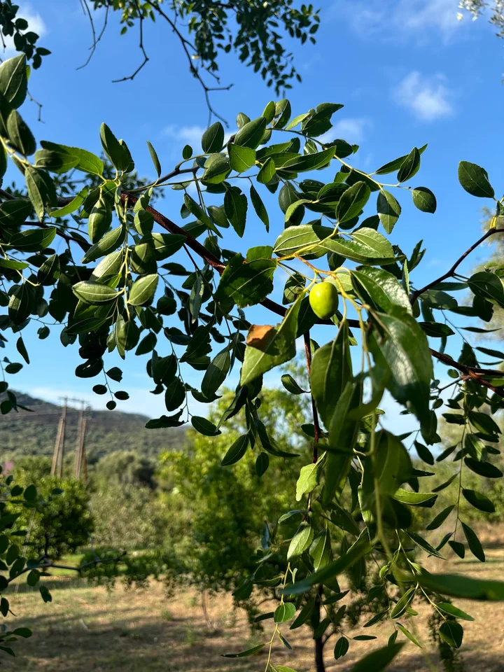 Le Jardin Botanique Frutier d'Avapessa