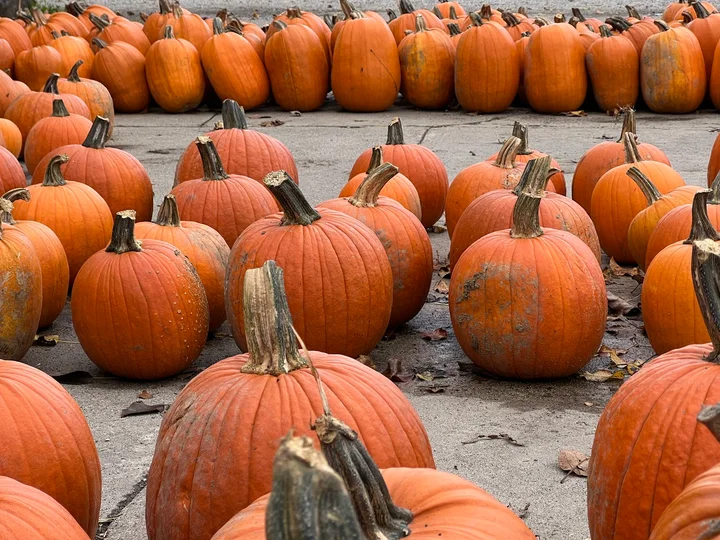 Almar Orchards Organic | What to Know Before You Go