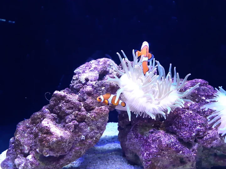 Sumida Aquarium in Tokyo | What to Know Before You Go