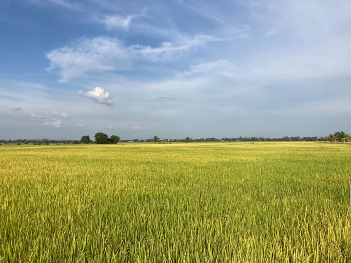Paddy Field in Penaga | What to Know Before You Go