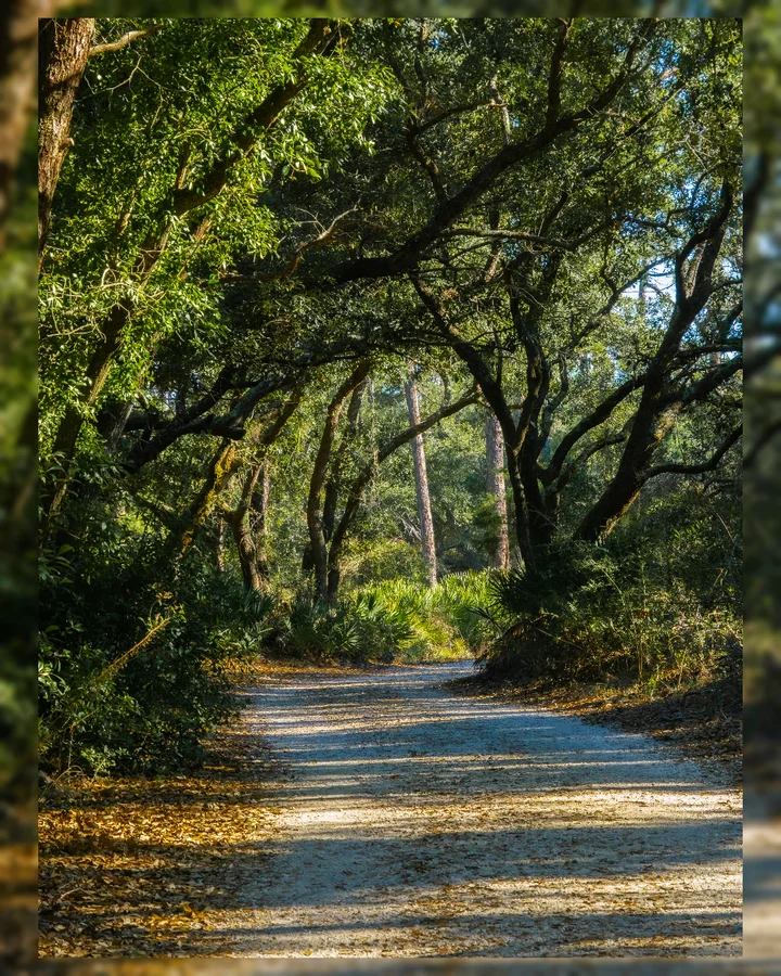 Pine Beach Trail in Gasque | What to Know Before You Go
