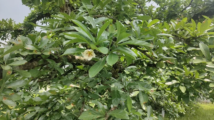 Bakhar Bengena Tree | What to Know Before You Go