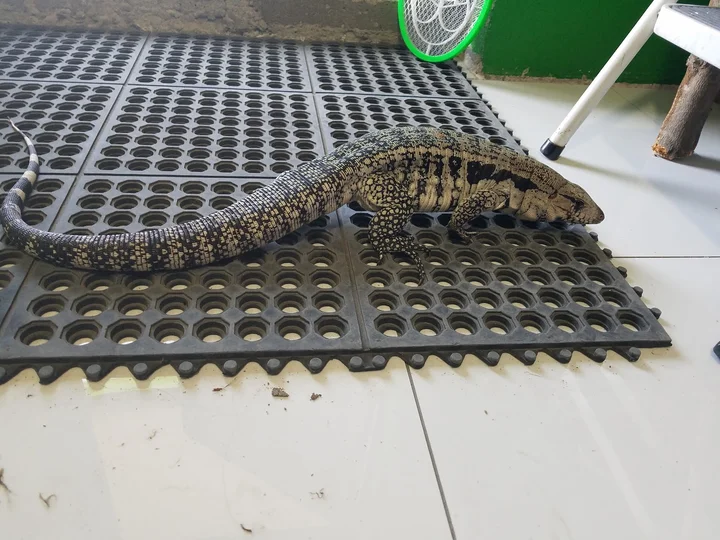 Reptile Store in Tijuana | What to Know Before You Go