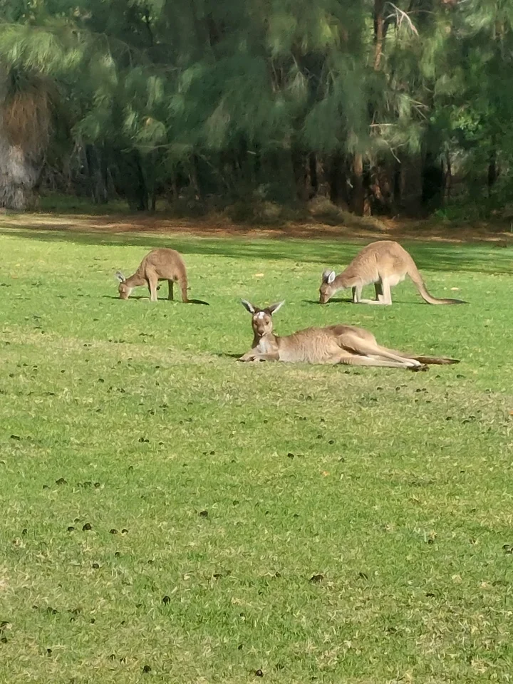 Pinnaroo Valley Memorial Park | What to Know Before You Go