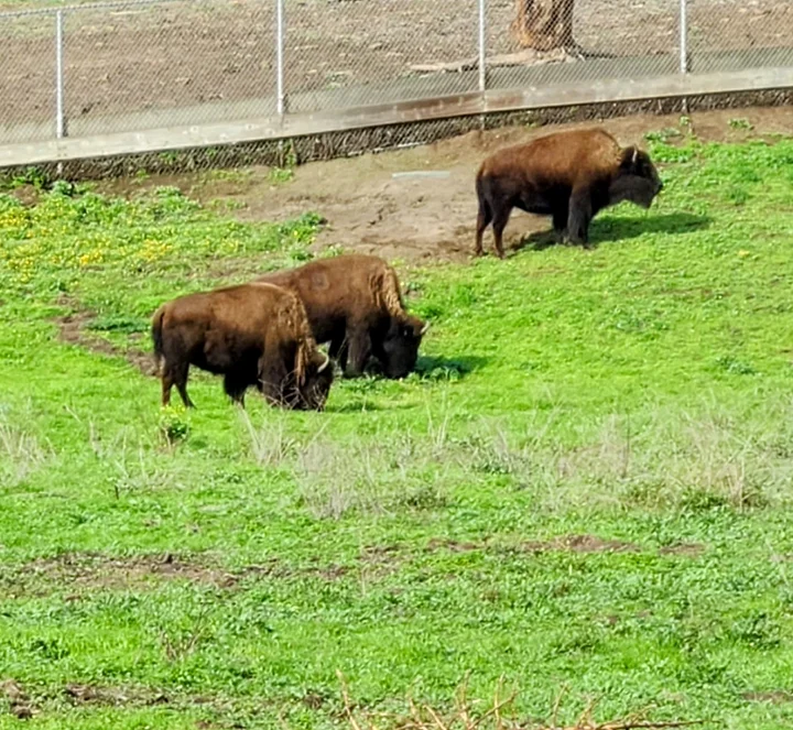 Bison Paddock in San Francisco | What to Know Before You Go