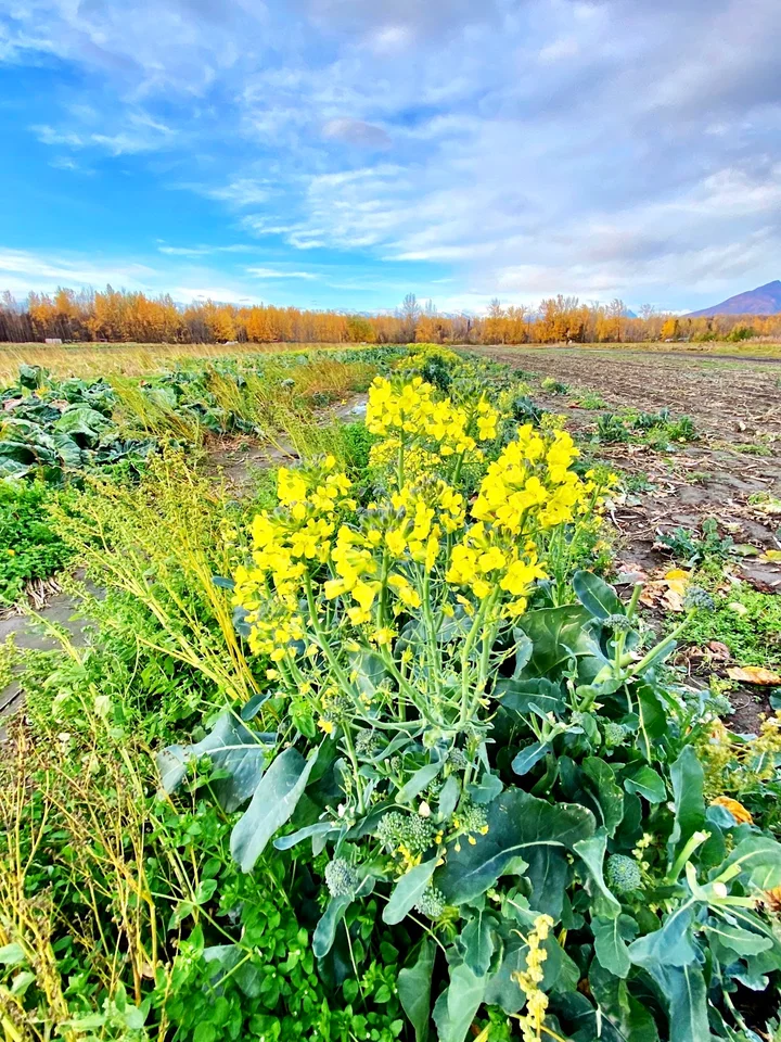 Pyrah's Pioneer Peak Farm in Palmer - Ask AI | mindtrip