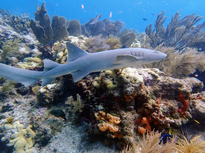 Molasses Reef in Sunset Point, Florida - Ask AI | mindtrip