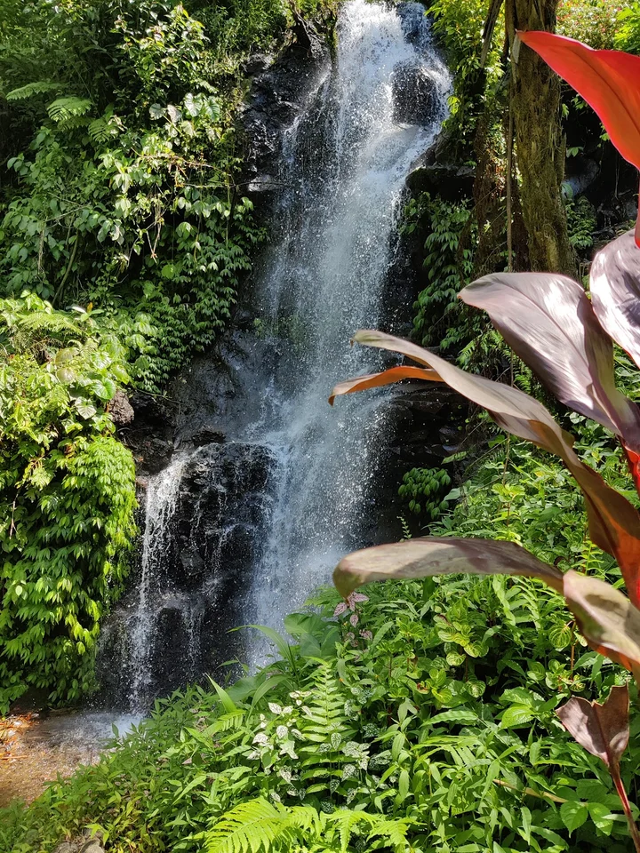 Gitgit Waterfall in Gitgit, Bali - Ask AI | mindtrip