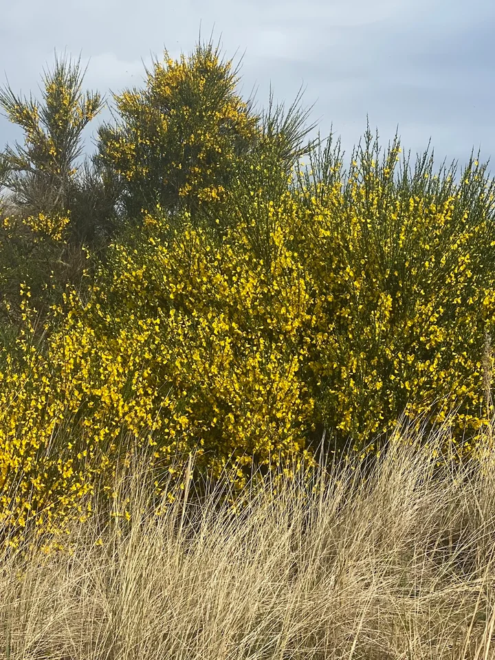 RSPB Culbin Sands in Nairn, Scotland - Ask AI | mindtrip
