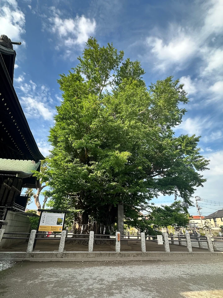 Sacred Gingko Tree in Ichikawa | Ask Anything
