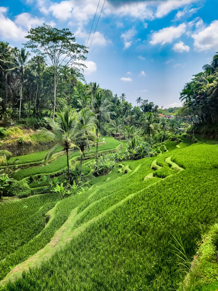 Tegallalang Rice Terrace | What to Know Before You Go