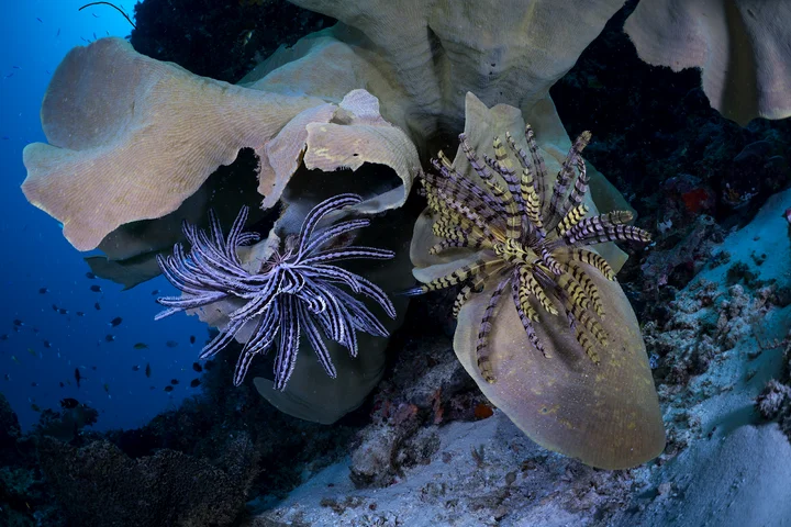 Magical Munda Dive Centre in Western Province | Ask Anything