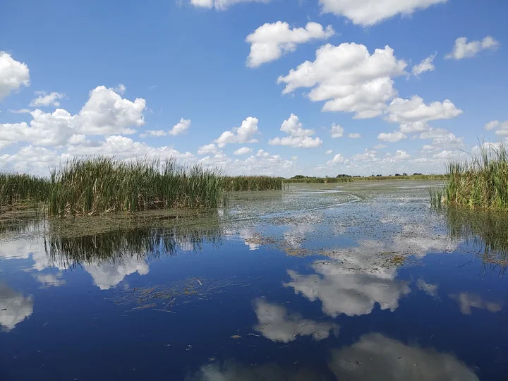 Blue Cypress Conservation Area - Ask AI | mindtrip