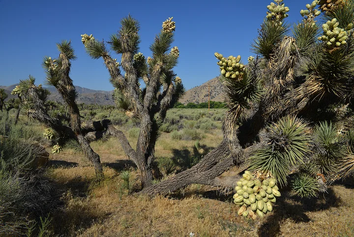 Canebrake Ecological Reserve | What to Know Before You Go