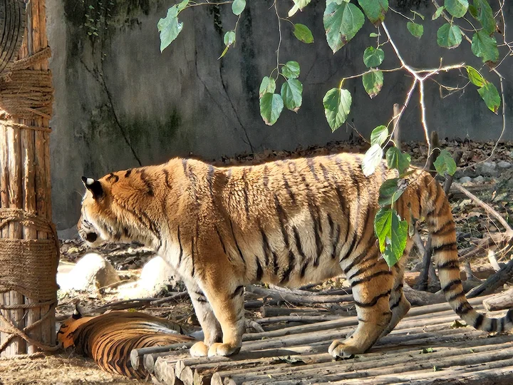 Shanghai Zoo in Shanghai - Ask AI | mindtrip