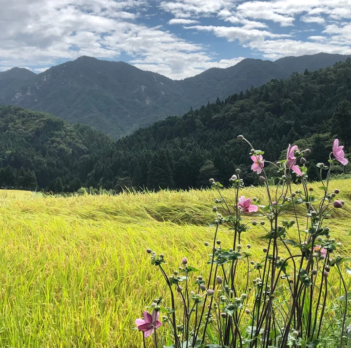 Hata Rice Terraces in Takashima - Ask AI | mindtrip