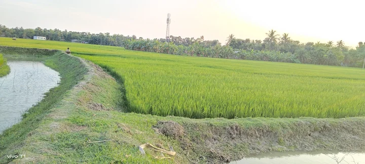 Basirhat in Taki, West Bengal | What to Know Before You Go