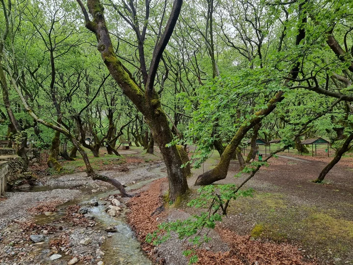 Planitero in Planitero, West Greece | Ask Anything