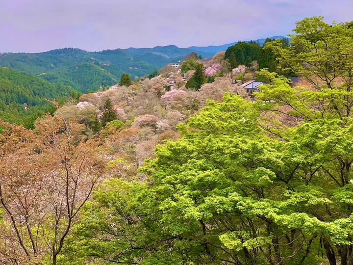 Mount Yoshino in Yoshino-cho, Nara - Ask AI | mindtrip