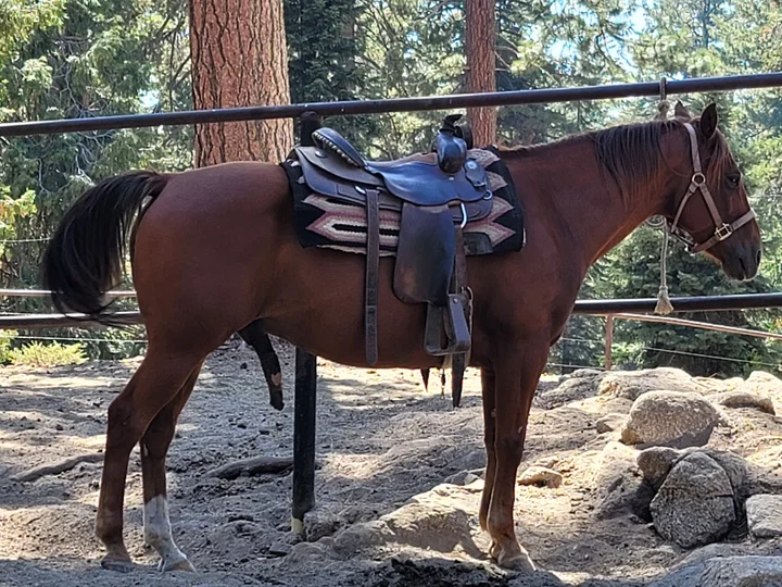 Grant Grove Stables in Hume | What to Know Before You Go