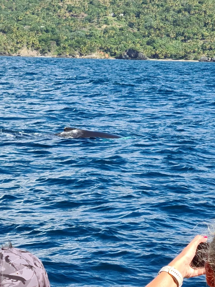 Samana Bay in Punta Balandra | Ask Anything