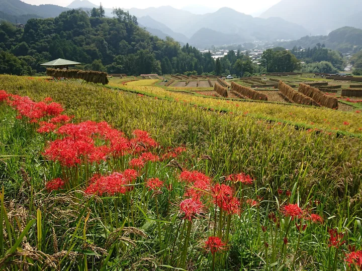 Terasaka Rice Terrace | What to Know Before You Go