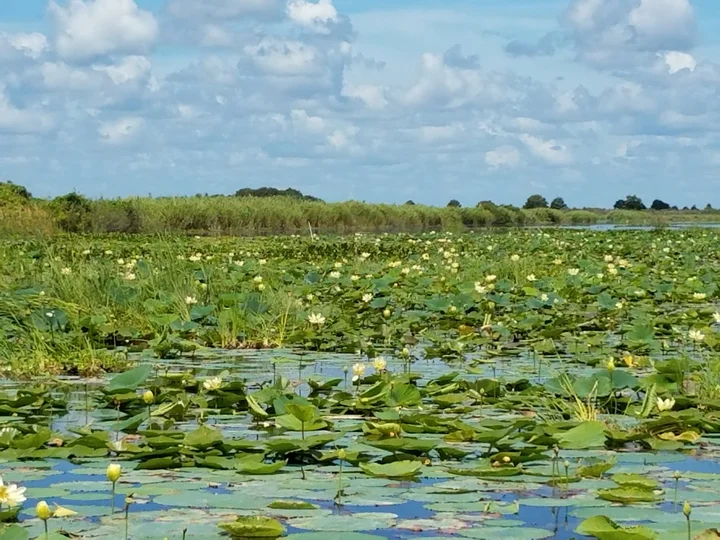 Blue Cypress Conservation Area - Ask AI | mindtrip