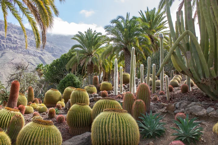 Cactualdea Park in San Nicolas | What to Know Before You Go