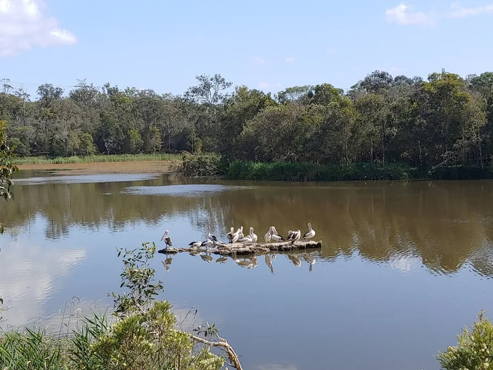 Berrinba Wetlands | What to Know Before You Go