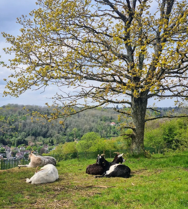 Riddlesdown Common | What to Know Before You Go