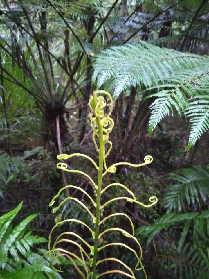 Pukenui Forest Loop Track in Whangarei - Ask AI | mindtrip