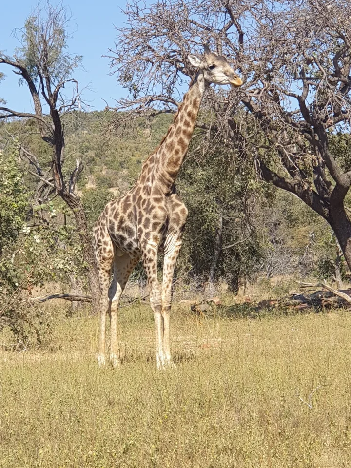 Kamonande Nature Reserve in Vaalwater | Ask Anything