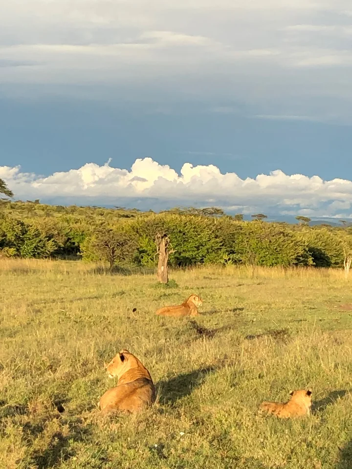 Asilia Africa in Kuwinda, Nairobi County - Ask AI | mindtrip