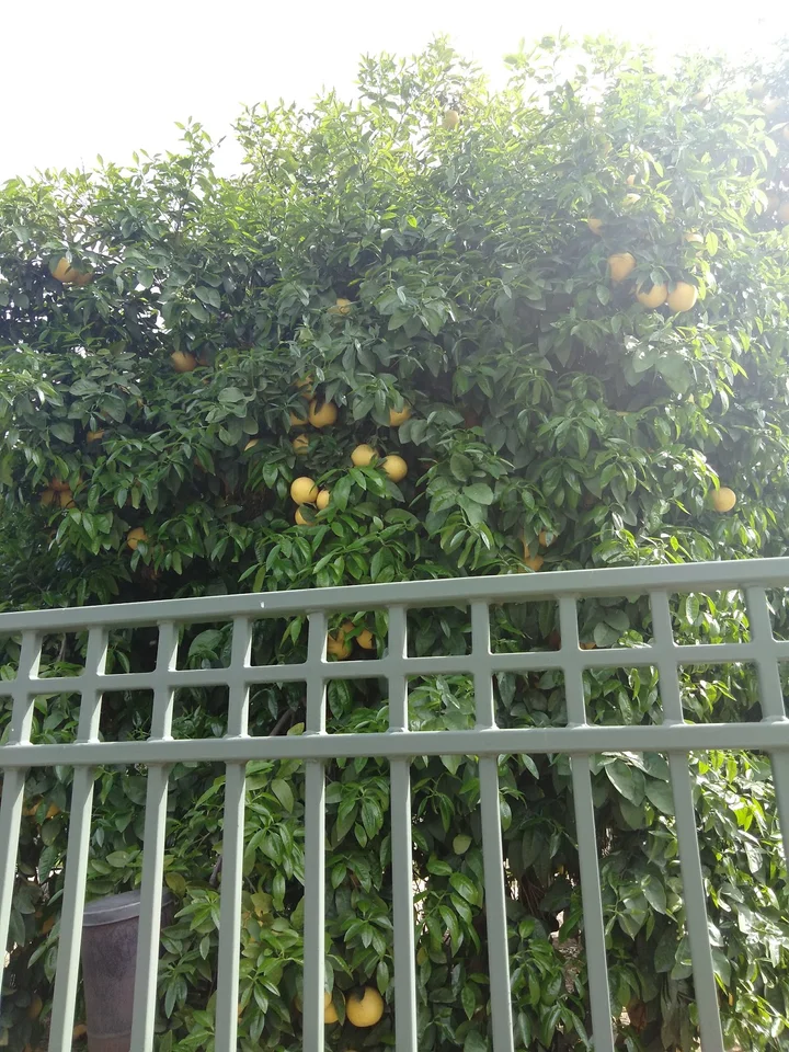 First Navel Orange Tree in Riverside | Ask Anything