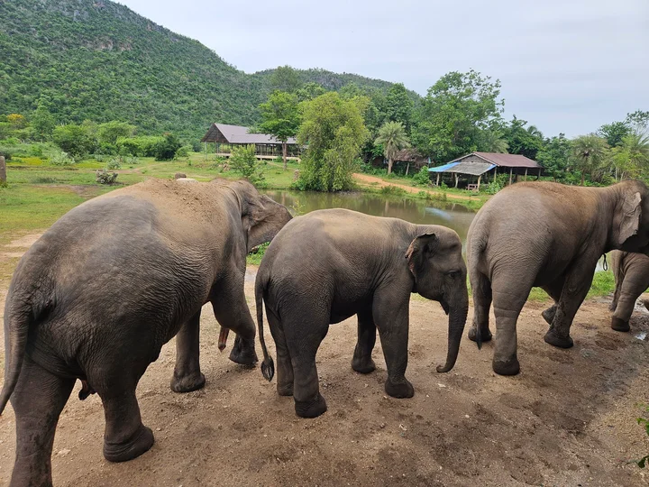 Elephants World in Kanchanaburi | What to Know Before You Go