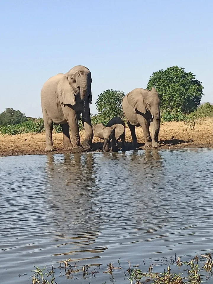 Kavinga Safaris - Ask AI | mindtrip
