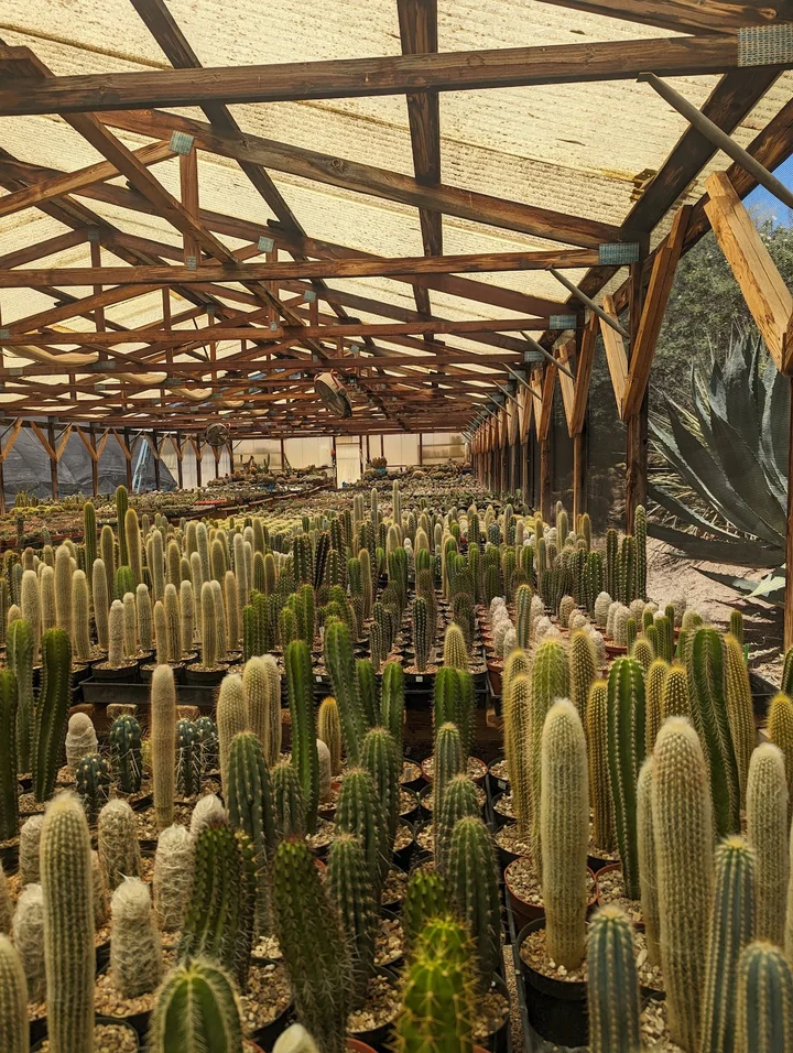 B & B Cactus Farm in Tucson, Arizona | Ask Anything
