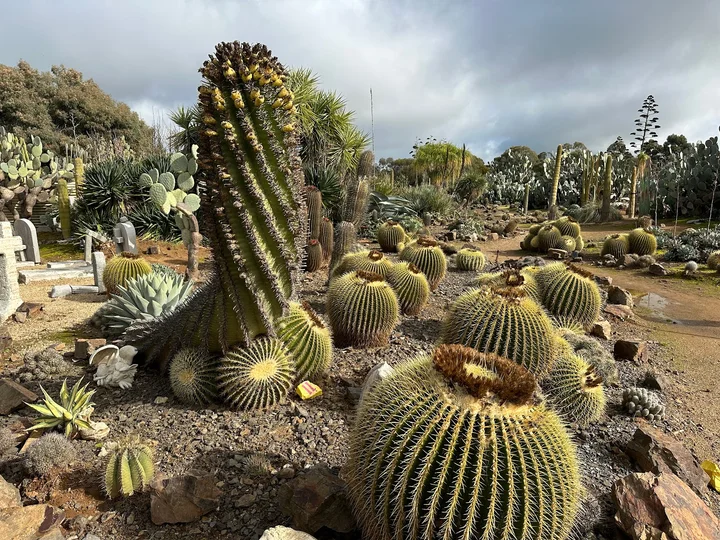 Cactus Country in Strathmerton, Victoria - Ask AI | mindtrip