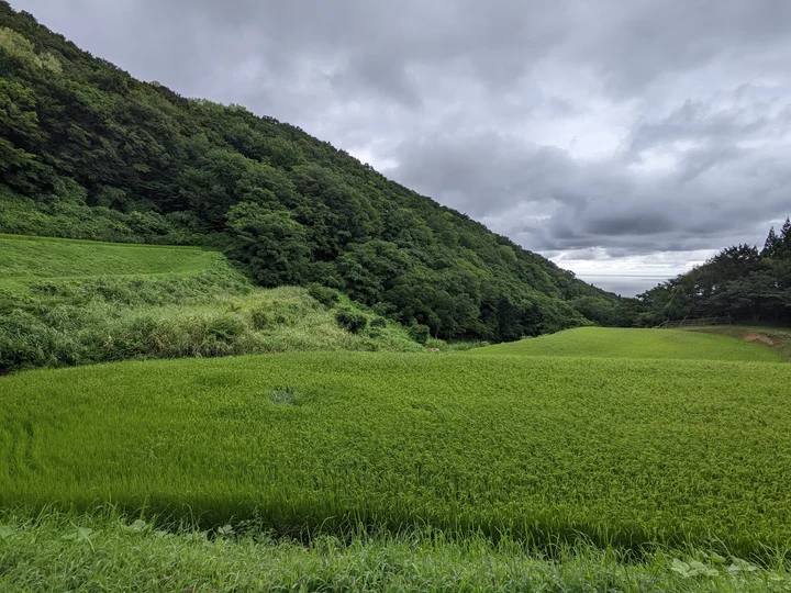 Tsukifuse Rice Terrace in Sado | What to Know Before You Go