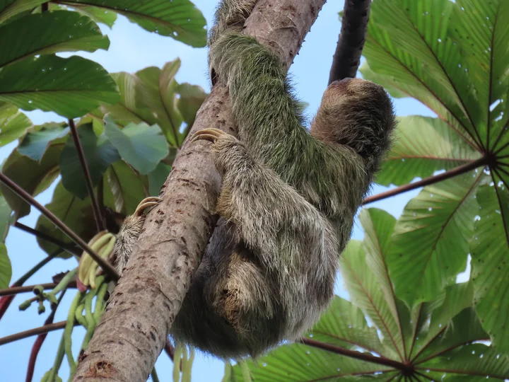 Bogarin Trail in La Fortuna | What to Know Before You Go