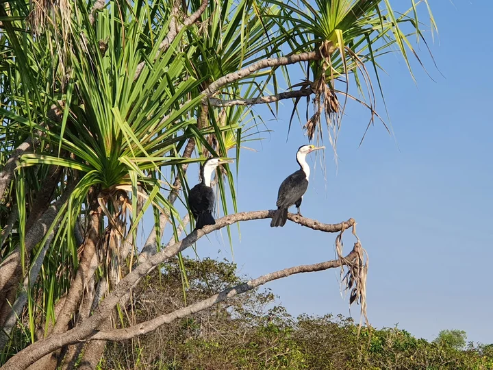 Mary River Wetlands in Point Stuart - Ask AI | mindtrip