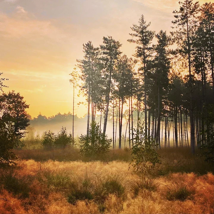 Leenderbos in Valkenswaard - Ask AI | mindtrip
