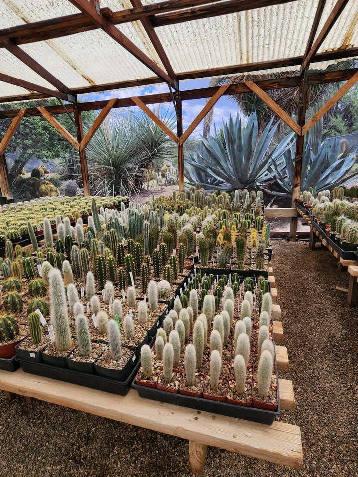 B & B Cactus Farm in Tucson, Arizona | Ask Anything
