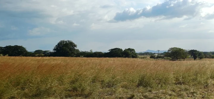 Cañas guanacaste in Canas - Ask AI | mindtrip